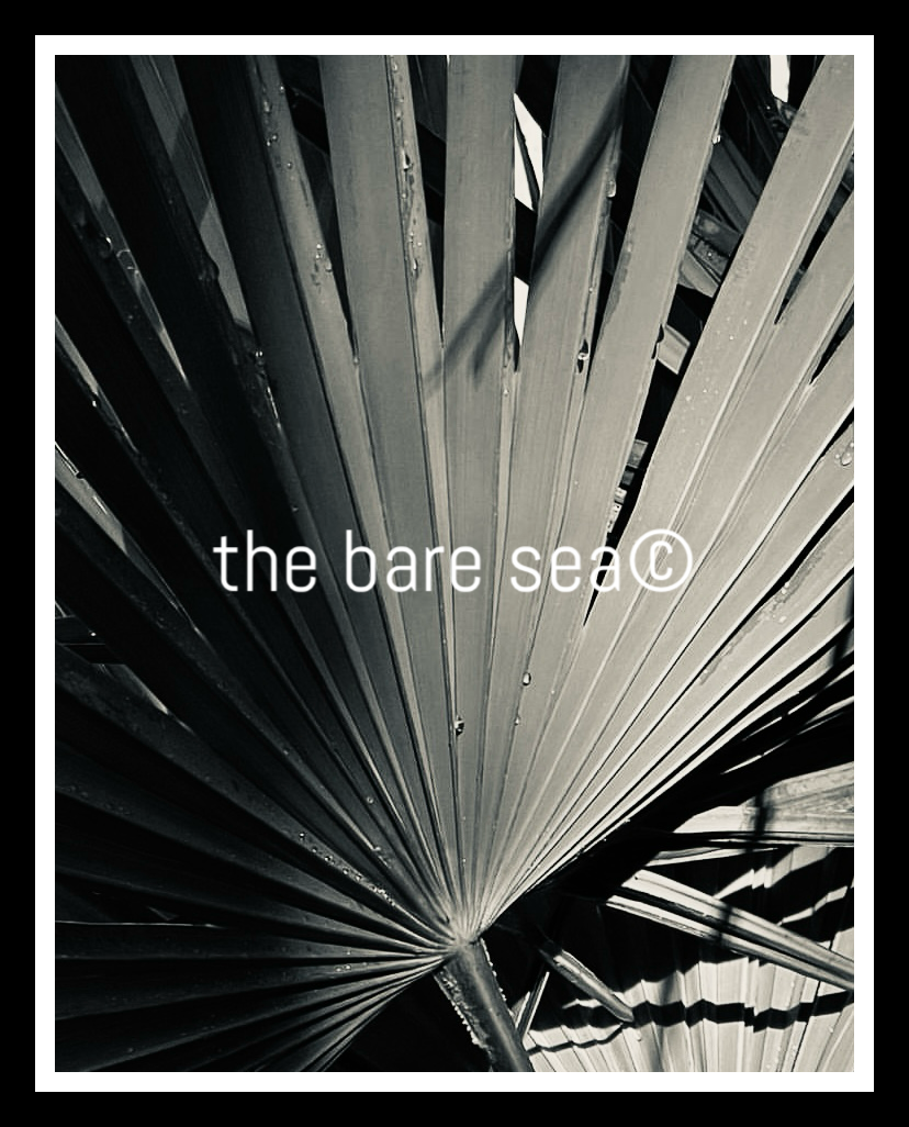 PRINT | NEUTRALS AUSTRALIA | PALM LEAF