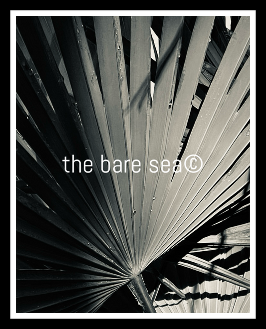PRINT | NEUTRALS AUSTRALIA | PALM LEAF